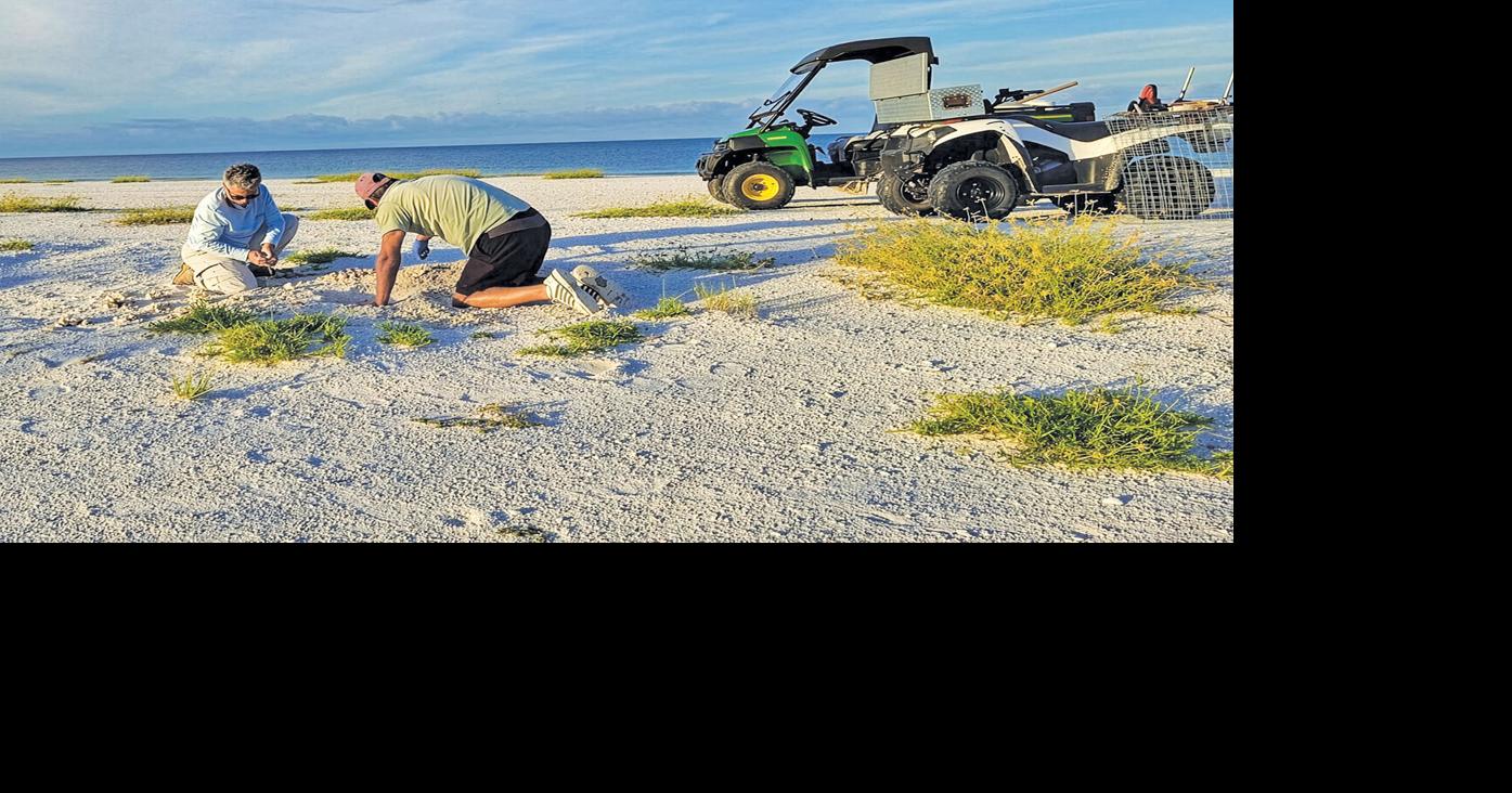 It was Green Sea Turtle Week