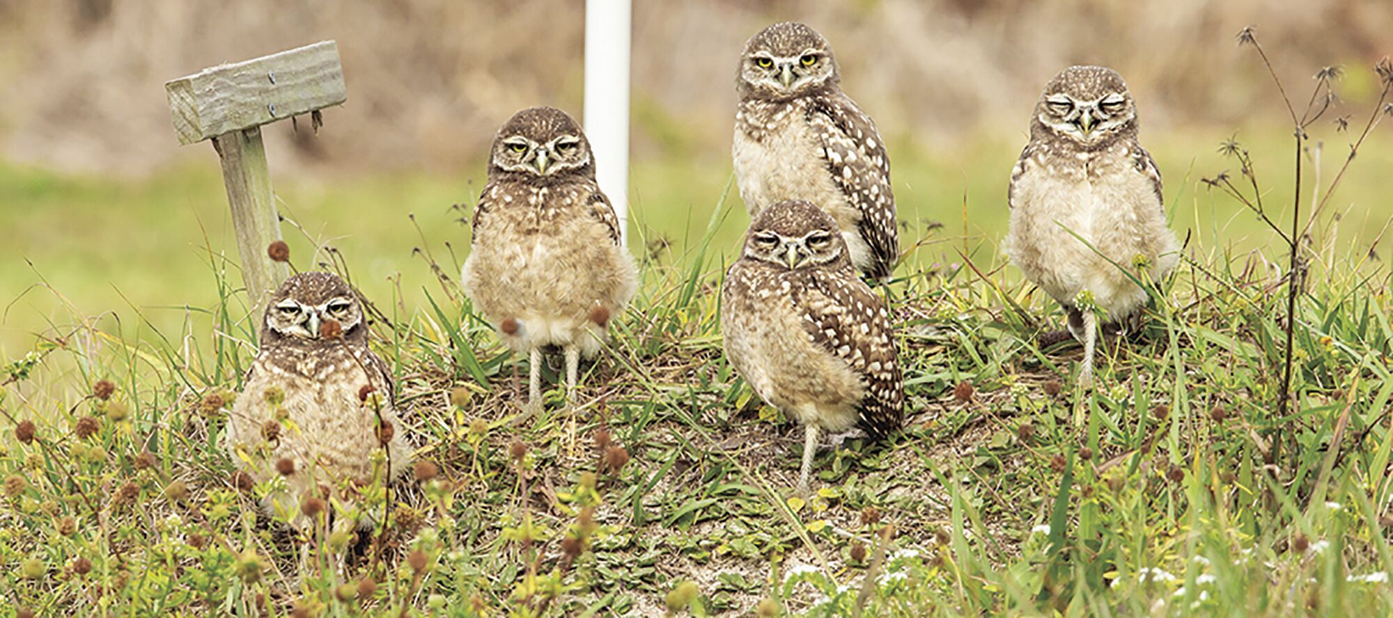 Giving A Hoot During Burrowing Owl Nesting Season | Environment ...