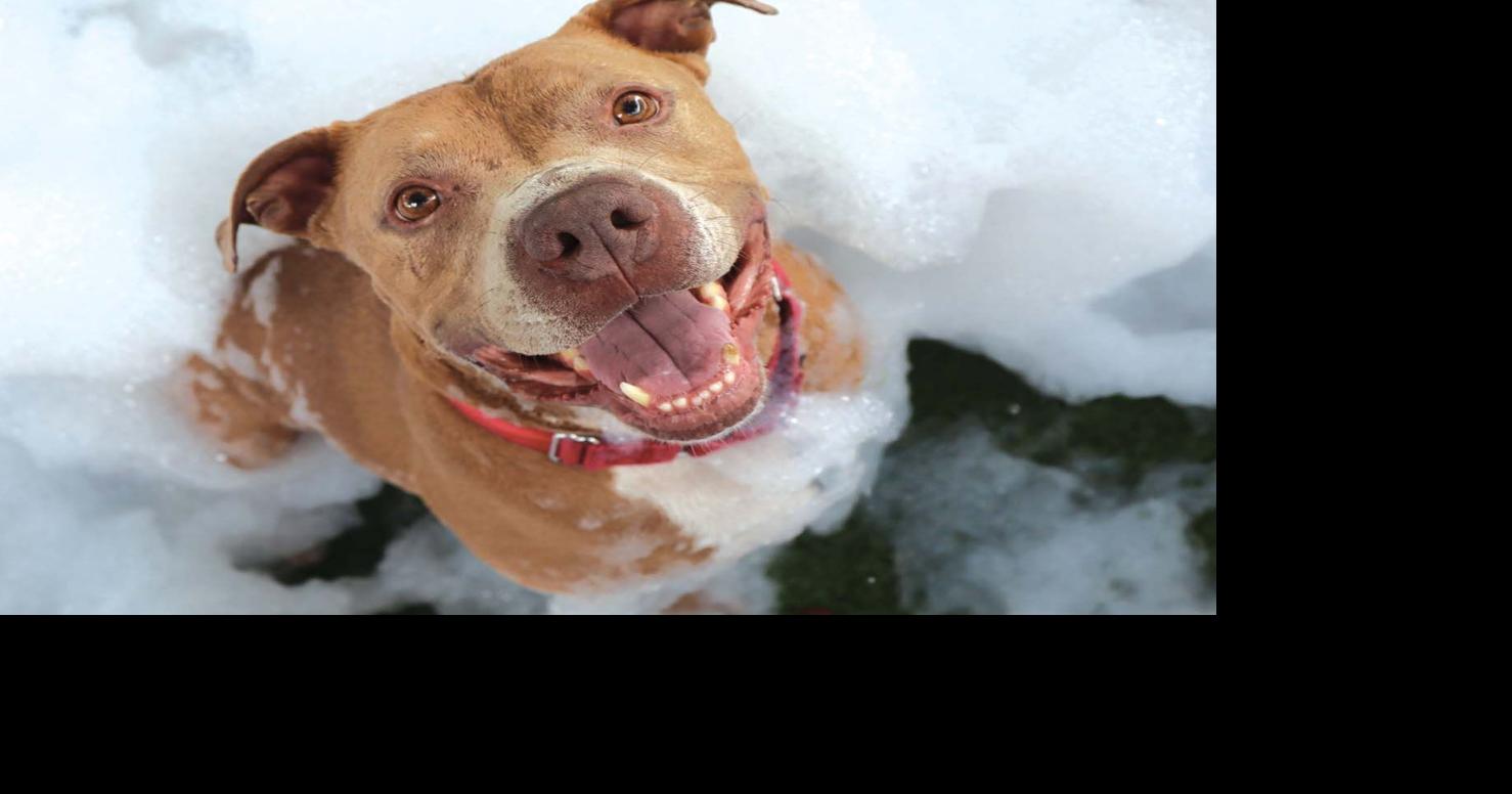 Adopt a Pet at Clear The Shelter Event