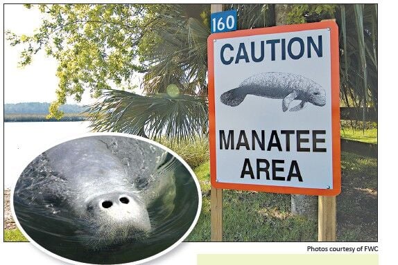 Help Keep Our Manatees Safe | News | Coastalbreezenews.com