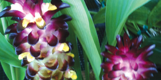 Curcuma: Tropical Flower or Medical Miracle | Archive |  coastalbreezenews.com