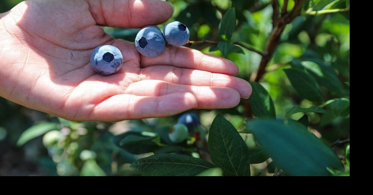 B.C.’s blueberry crop threatened by scorch virus