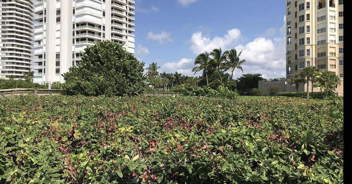 NEW Violations for Madeira | News | coastalbreezenews.com