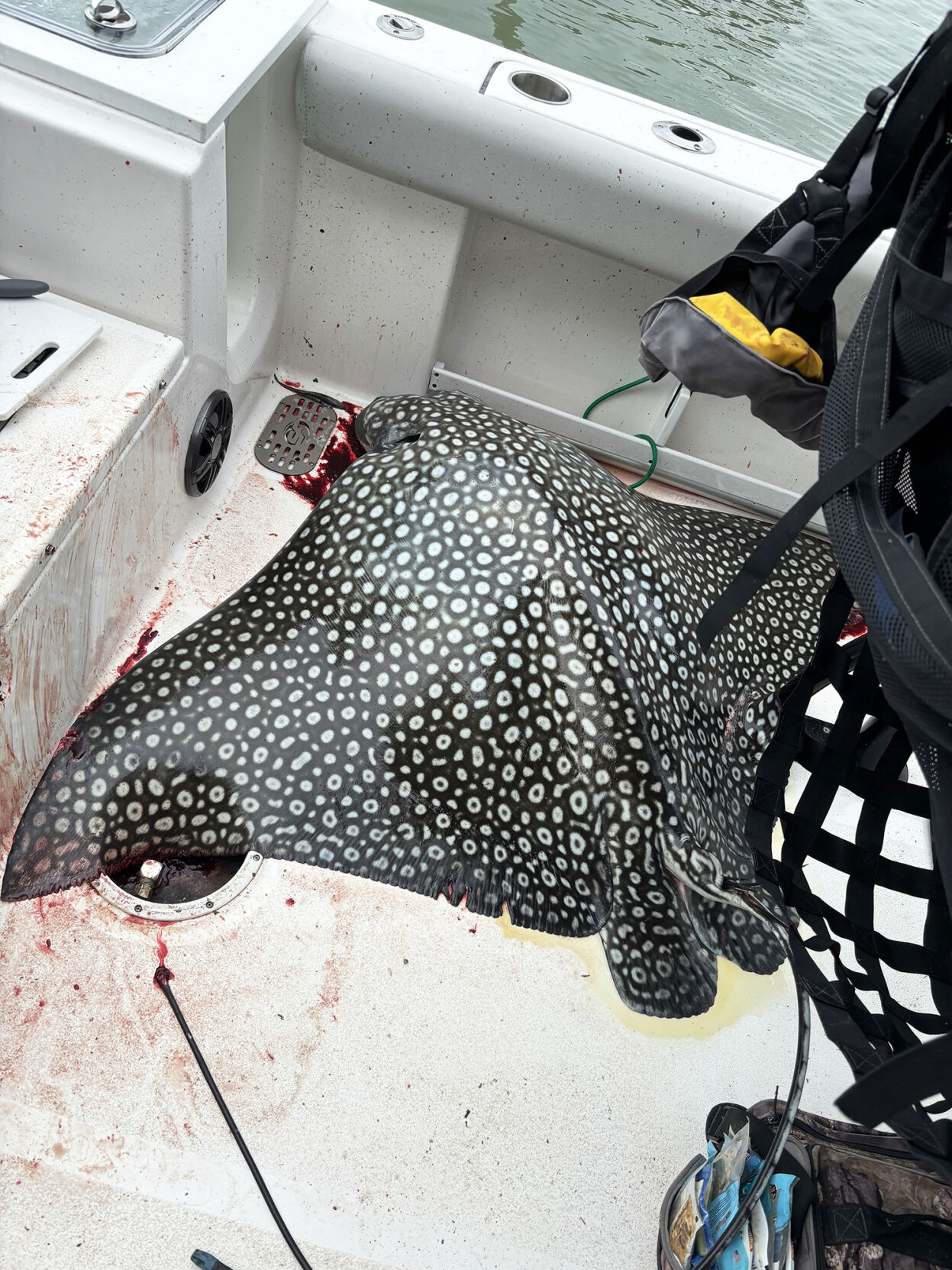 Colossal Ray Fish Massive Ray Boards Vessel in 10,000 Islands Encounter | Community ...