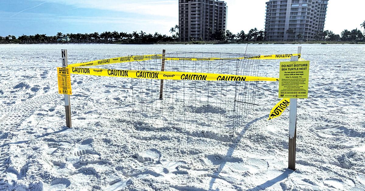 Getting into Sea Turtle Season | Environment | coastalbreezenews.com