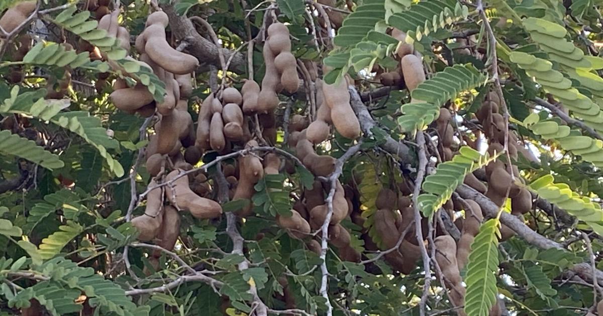 Tamarind Tree R Under the Tamarind Tree | Environment | coastalbreezenews.com