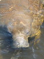 “Let Us” Help our Manatees