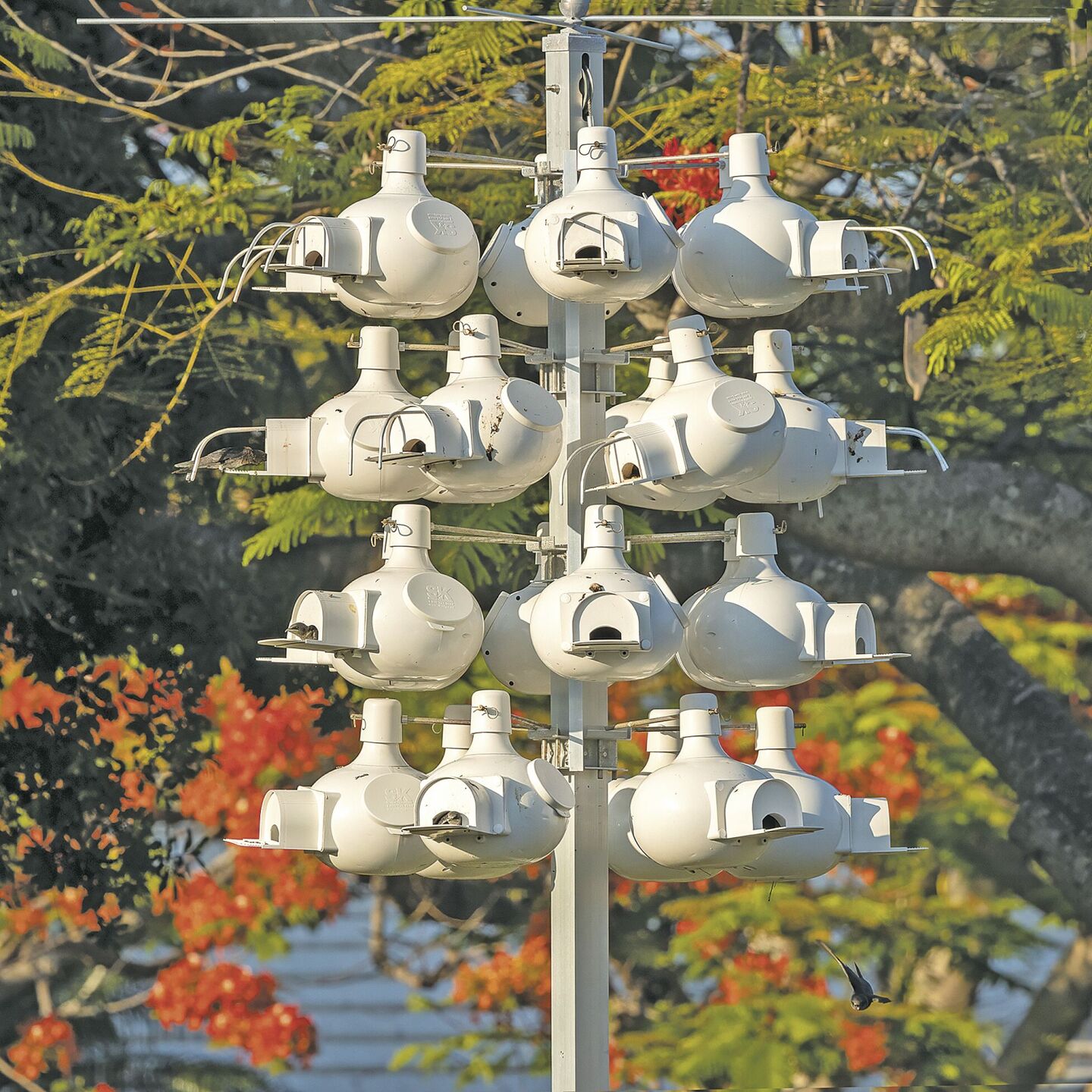 Purple Martin Conservation on Marco | Environment