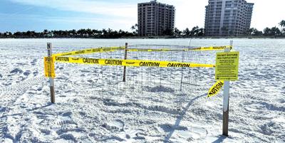 Getting into Sea Turtle Season | Environment | coastalbreezenews.com