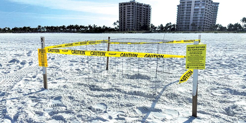 Getting into Sea Turtle Season | Environment | coastalbreezenews.com