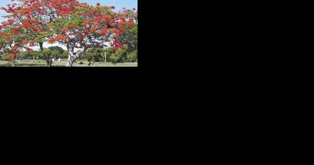 May's Ah-MAY-Zing Blooms | Community | coastalbreezenews.com - Vimarsana News