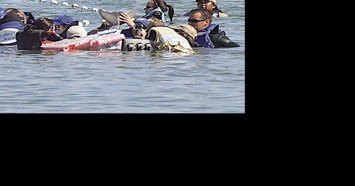 Anatomy of a Dolphin Rescue – Part One | Stepping Stones ...
