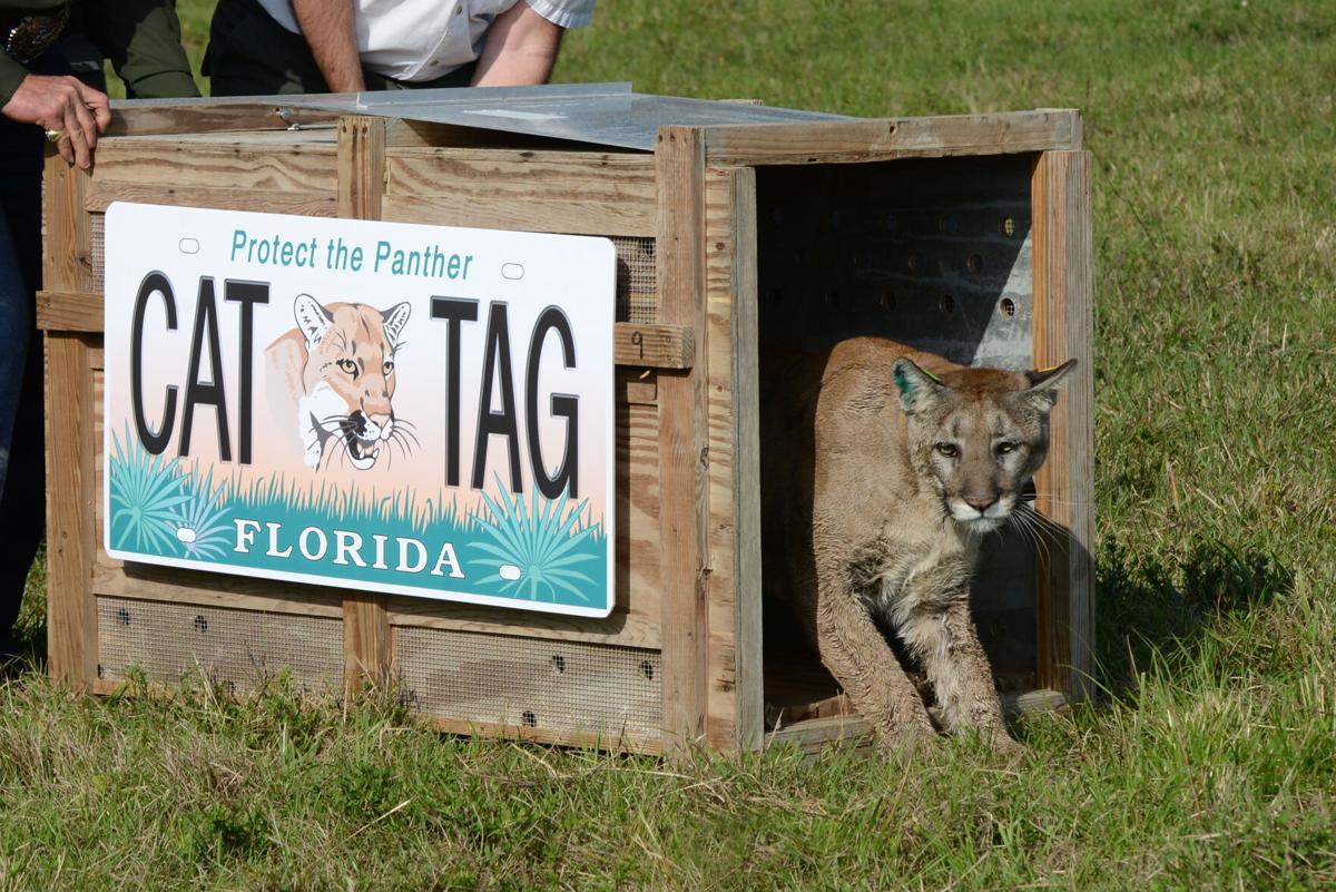 Have You Seen One? The Florida Panther…, Archive