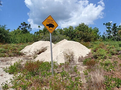 Gopher Tortoises Facing Increased Threats From Contractors | News ...
