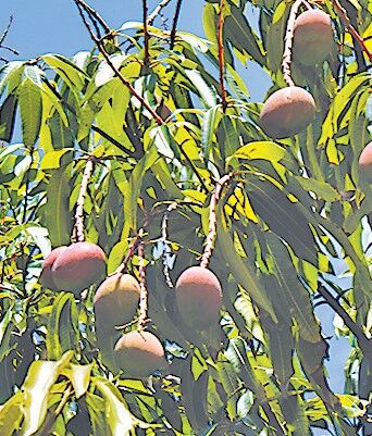 Haden Mango Tree