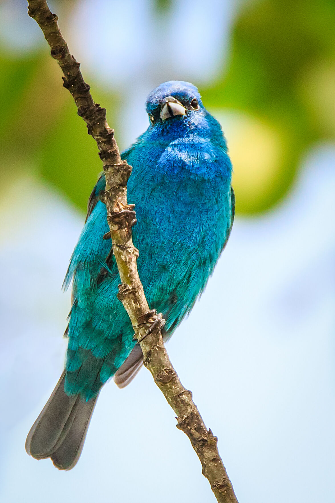 Backyard Feeder Birds - The Blue Jay: Big, Bold, Brash and Blue