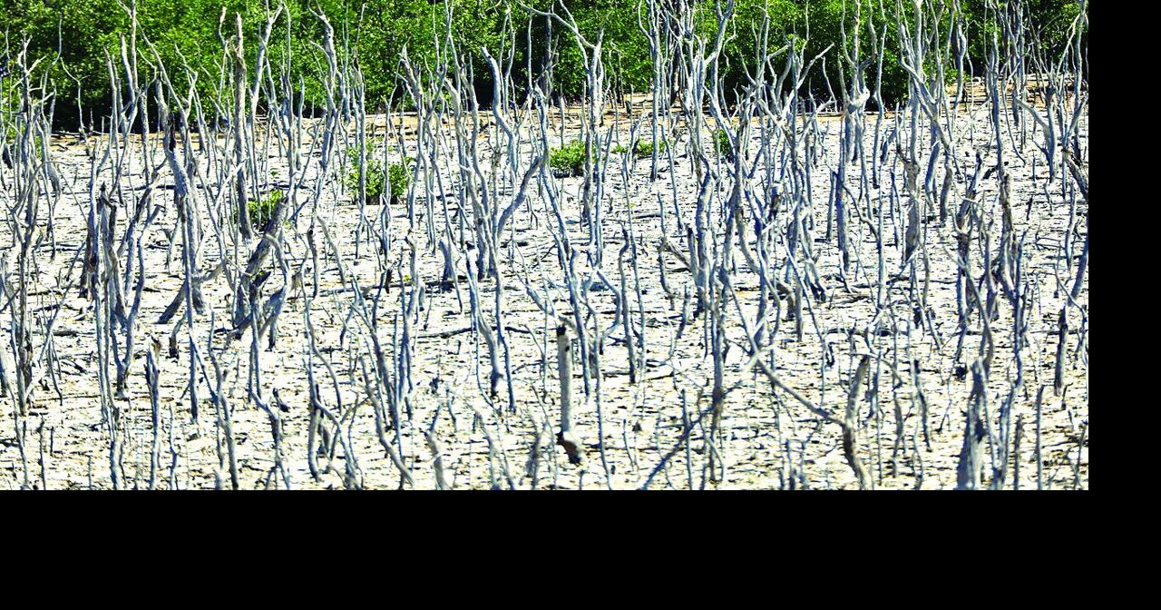 Mangrove Restoration Update