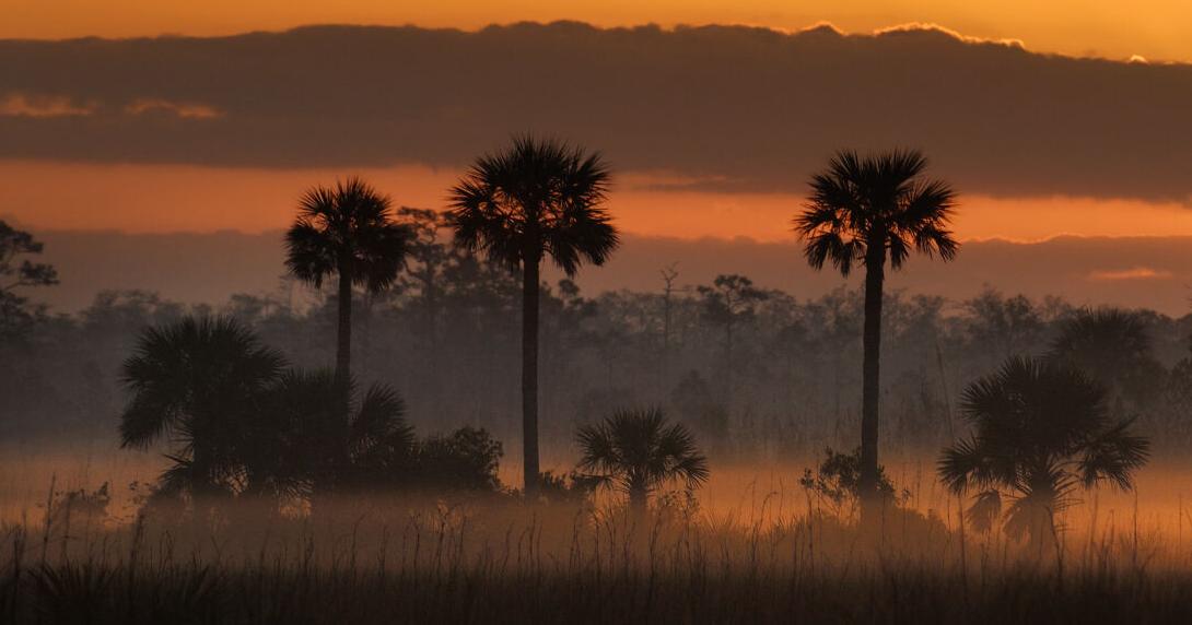 Newest Wildlife Corridor Expedition: Original Trailblazers | Environment Newest Wildlife Corridor Expedition: Original Trailblazers | Environment