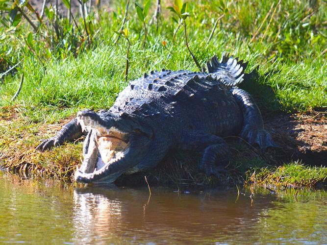 Animals of The Everglades | News 