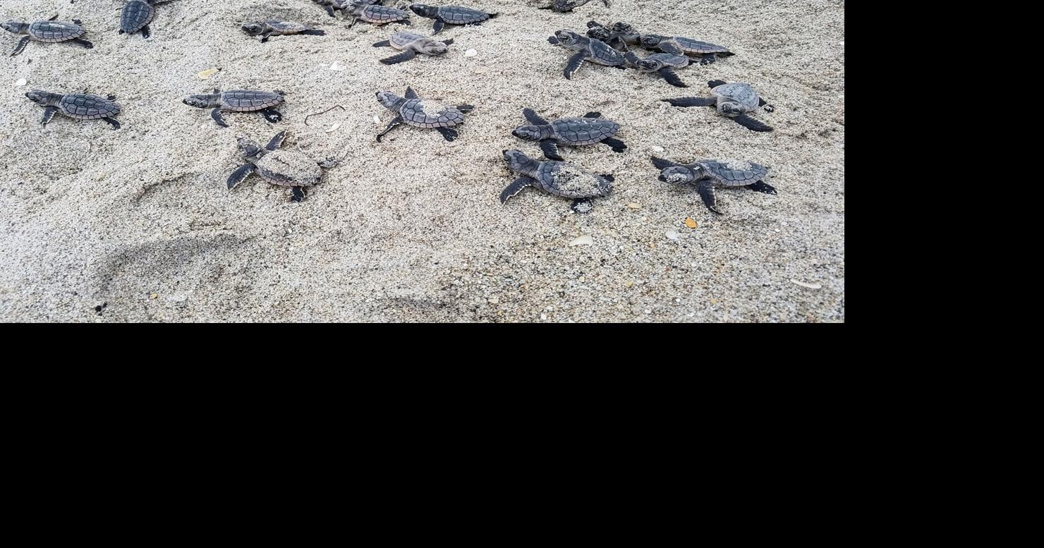 Hot Summer Temps Produce More Female Sea Turtles