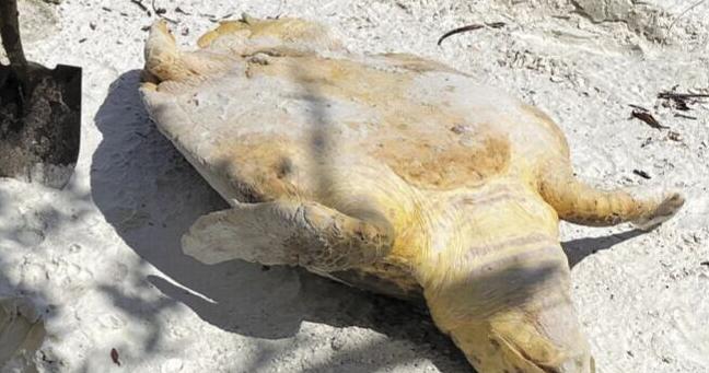 What To Do with Stranded or Injured Sea Turtles | Environment ...