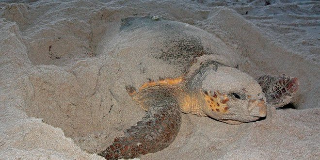 sea turtle digging nest