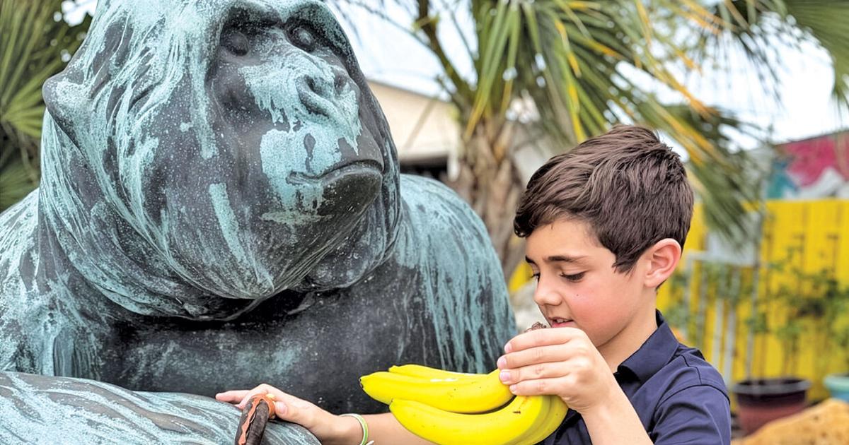 Gorilla for Sale?