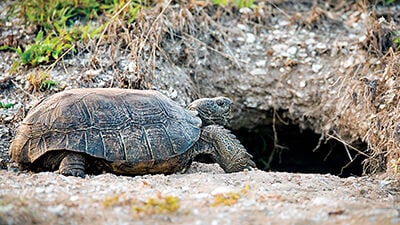 Survey and New Gopher Tortoise Sign to Protect the Species | News ...