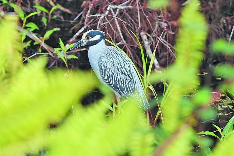 Bird Rookery Trail | | coastalbreezenews.com