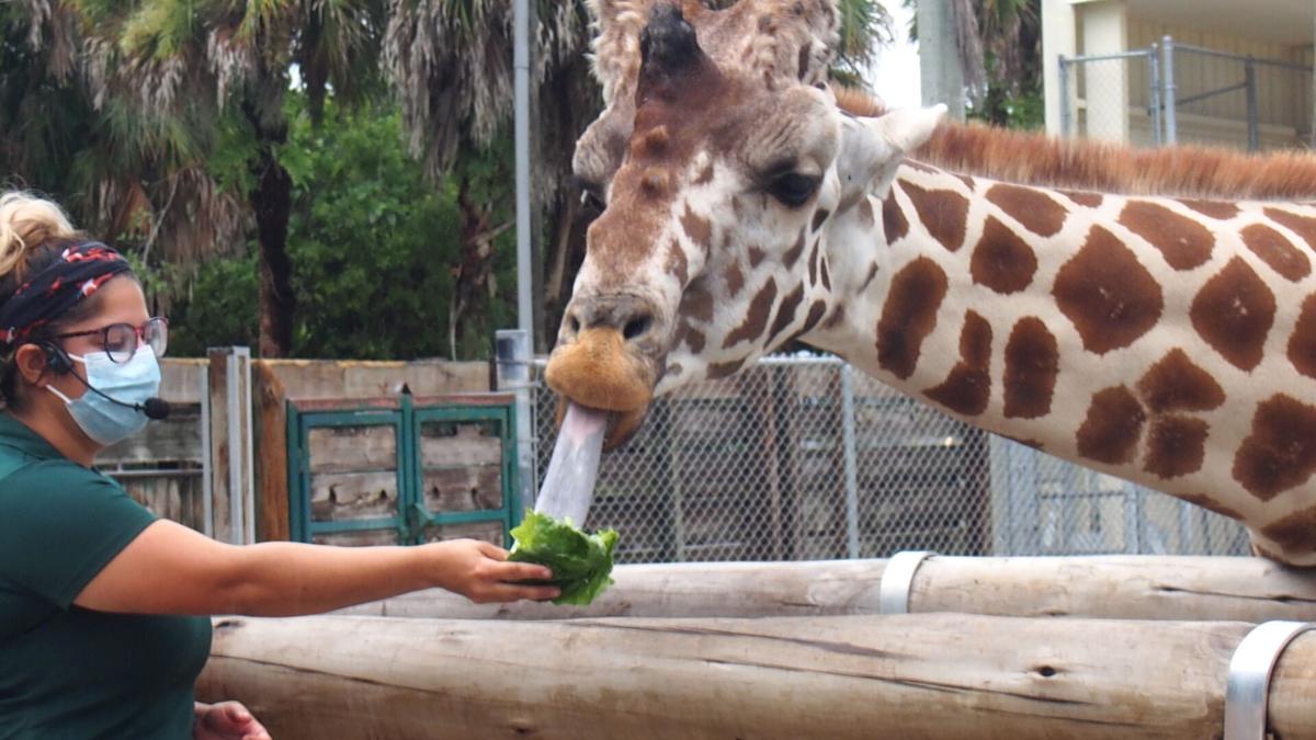 Celebrate World Giraffe Day With A Tower Of Giraffes Food Entertainment Coastalbreezenews Com