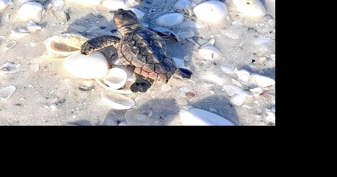 Bright Lights Biggest Threats to Sea Turtles