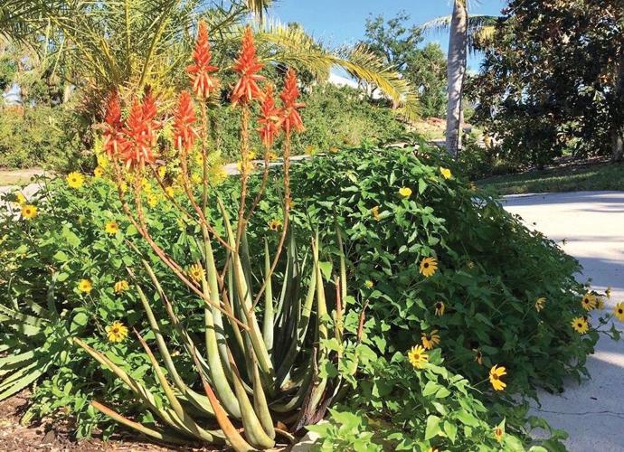 Tips From the Calusa Garden Club: | News | coastalbreezenews.com
