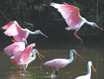 SURREAL SPOONBILL SIGHTING | News | coastalbreezenews.com