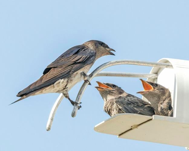 Purple Martin Conservation on Marco Environment