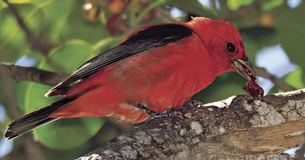 Beautiful Birds in Your Backyard | News