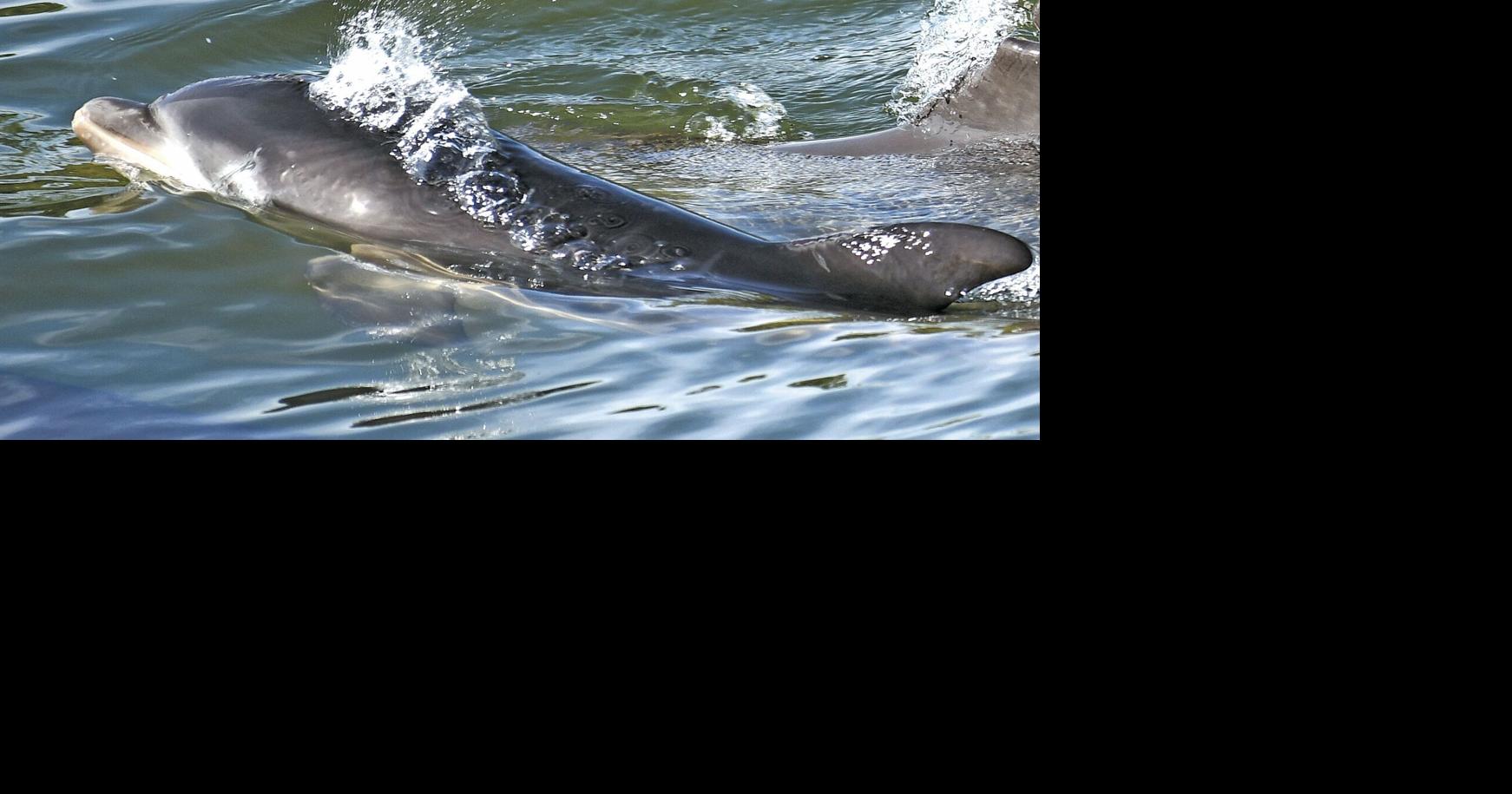 Stepping Stones A Very Special Baby Dolphin Stepping Stones