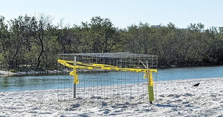 Sea Turtle Weekly Activity Report