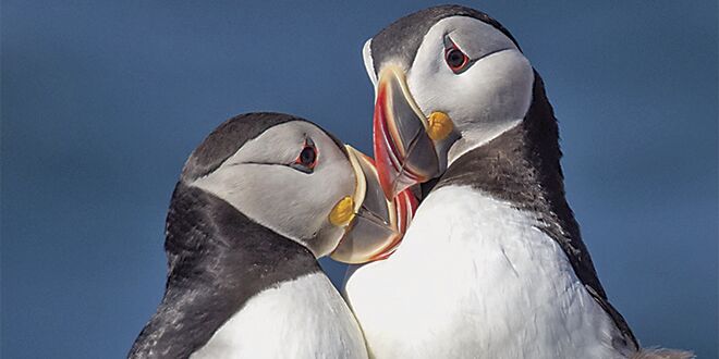 The 4 Best Ways to See Puffins in Maine - Birds and Blooms