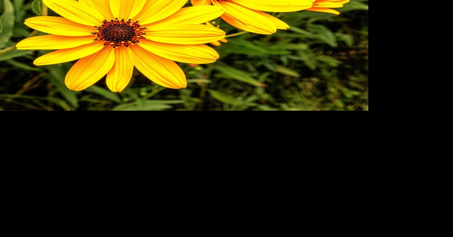Wild Sunflowers at Pepper Ranch