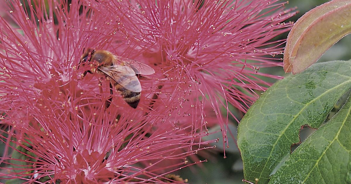 Bee Facts and Tips for a Buzzing Backyard | Environment ...