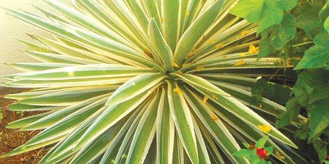 Succulents in South Florida | Archive | coastalbreezenews.com