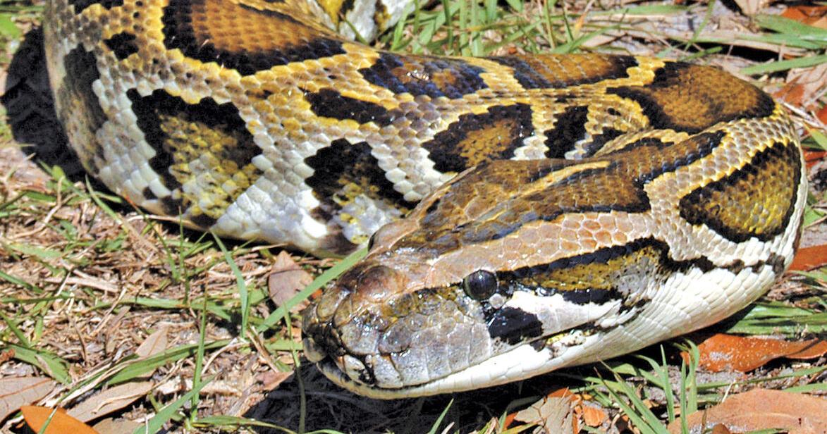 Registration Still Open for Florida Python Challenge™ 2026 | Events ...
