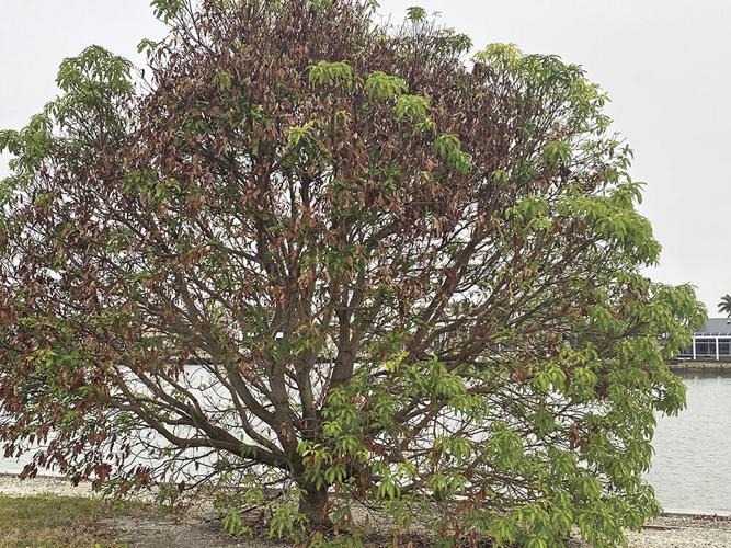 Best Time to See Mango Trees in Bloom, Rio de Janeiro 2023 