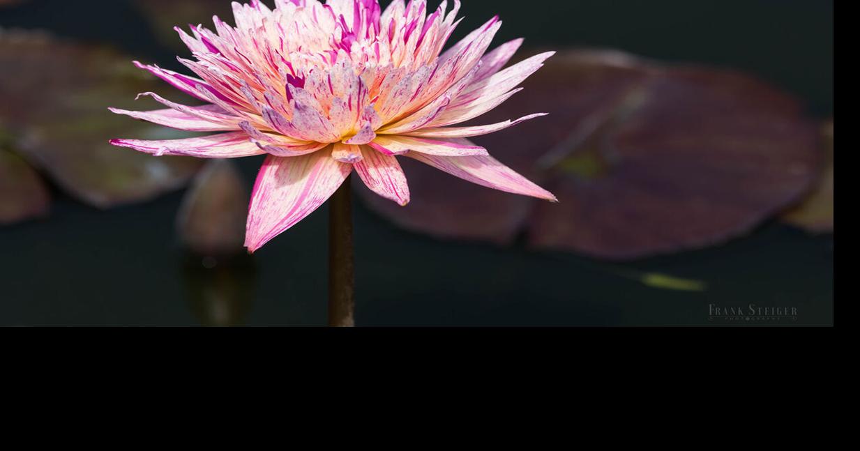 Tropics Take Center Stage at Naples Botanical Garden