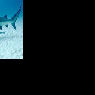 Shark Fishing Awareness