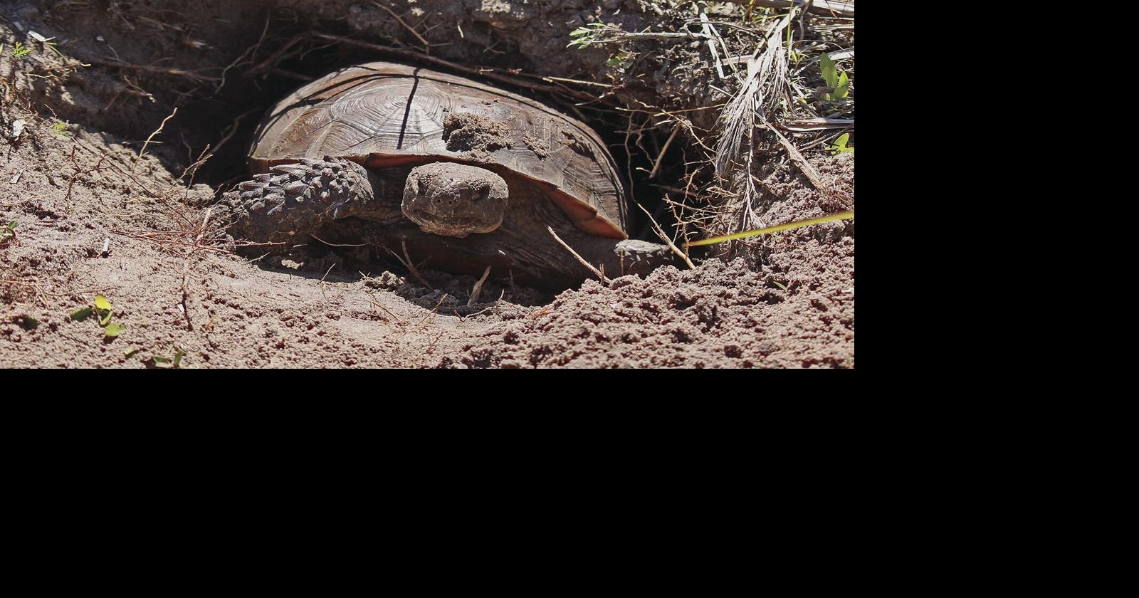 Saving a Species Through Conservation Collier | Environment ...