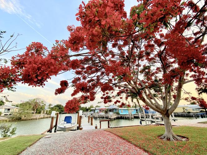 Goodland Beauty News