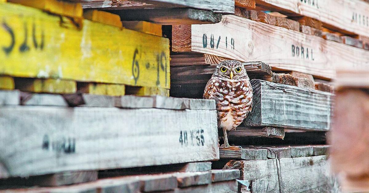 Audubon Photography Awards Features Two Florida Winners