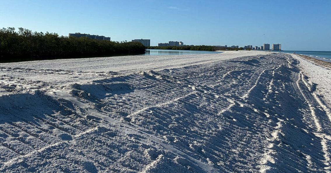 Caging Sea Turtle Nests