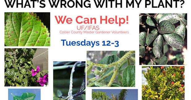 Master Gardeners Return to Lowes